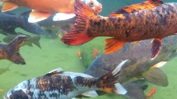 Рыбы Кои Плавают Глубине Пруда Болота Медленно — стоковое видео