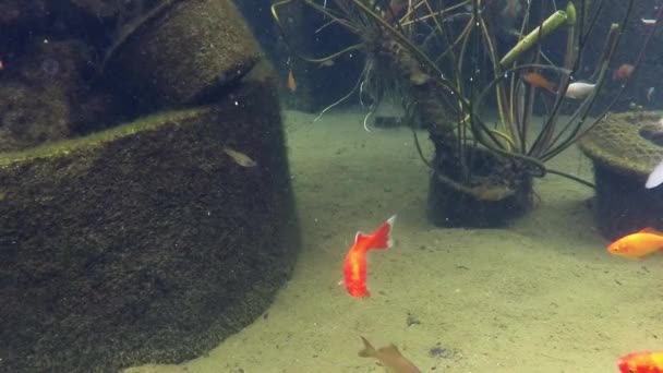 Poisson koï rouge nageant dans un étang 