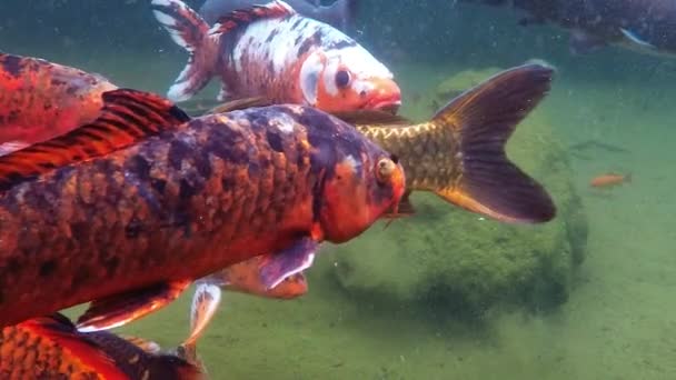 Peces Koi Nadando Interior Pantano Estanque Lento — Vídeo de stock