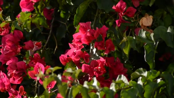 红色的花朵阳光明媚的一天 — 图库视频影像