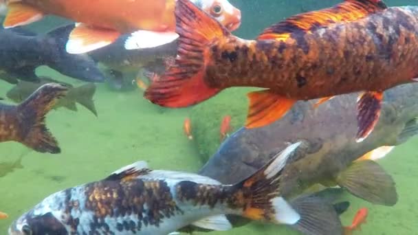 Poissons Koï Nageant Intérieur Étang Marais Lentement — Video