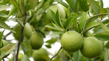 Doğal limon kabuğu bir ağaçta asılı su damlaları ile