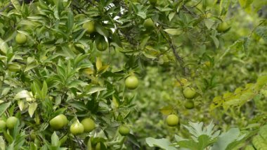 Doğal limon limon ağacı dalında asılı