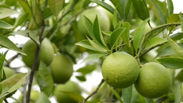 Naturliga Citroner Med Vattendroppar Skal Hängande Ett Träd — Stockvideo