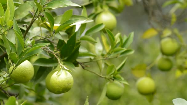 Натуральні Плоди Лимонів Висять Гілці Лимонного Дерева — стокове відео