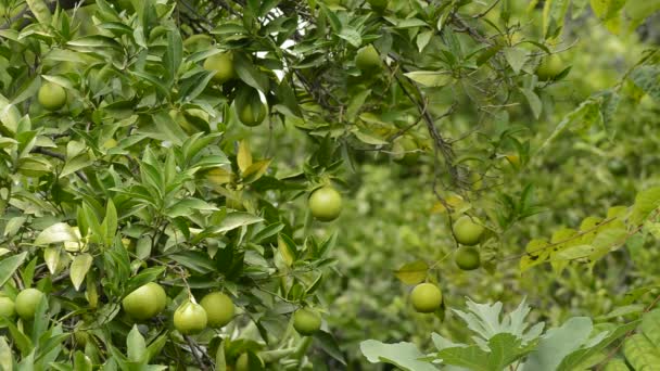 Doğal Limon Limon Ağacı Dalında Asılı — Stok video