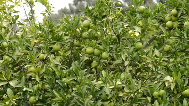 Fruta Limões Natural Ramos Limoeiro — Vídeo de Stock