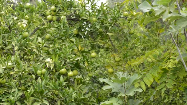 Fruta Limões Natural Limoeiro — Vídeo de Stock