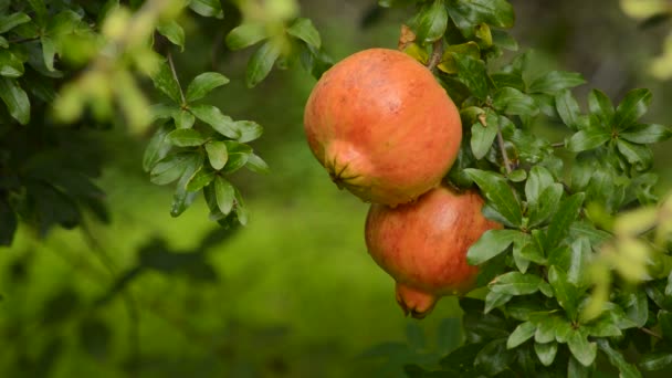 Pomegranates Fruit Branch Pomegranate Tree — Stock Video