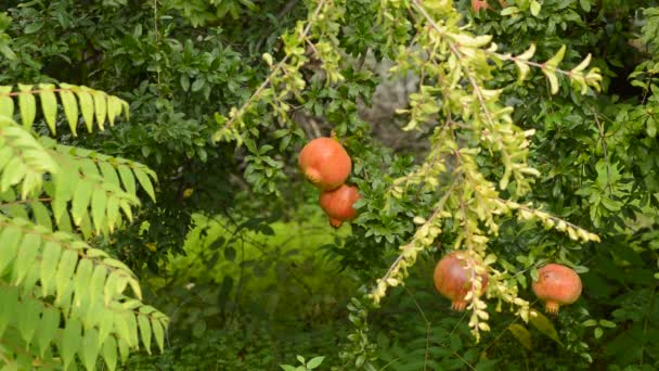 Granatapfelfrüchte Hängen Einem Baum Auf Einer Landwirtschaftlichen Plantage — Stockvideo