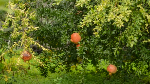 Fruto Romãs Pendurado Uma Árvore — Vídeo de Stock