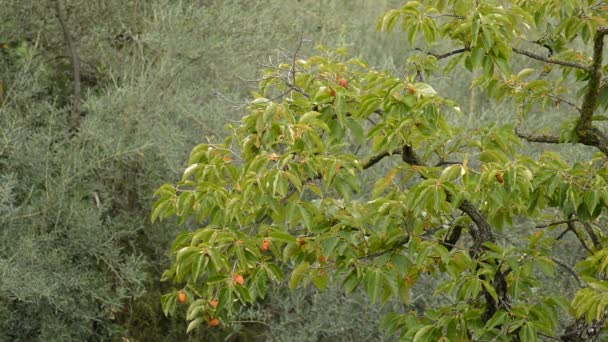 Дерево Каки Плодами Какиса — стоковое видео