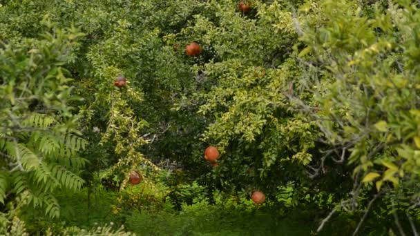 Granadas Una Rama Árbol Granada — Vídeos de Stock