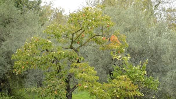 在秋日 卡基树上的卡基水果 — 图库视频影像