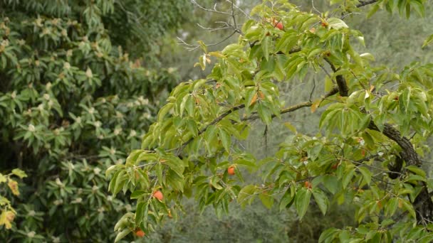 Kaki Baum Mit Khakifarbenen Früchten Hängt Einem Bewölkten Tag — Stockvideo