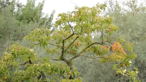 Árbol Kaki Con Hojas Frutos Colgando Día Nublado — Vídeo de stock