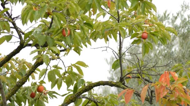 Hojas Frutos Kakis Árbol Kaki Día Nublado — Vídeo de stock