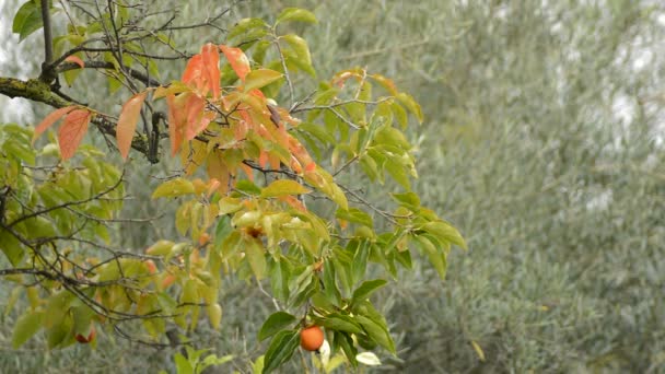 Hojas Frutos Del Árbol Kaki Una Tarde Otoño — Vídeo de stock