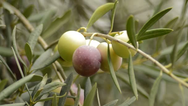 Натуральные Оливковые Плоды Оливковом Дереве — стоковое видео