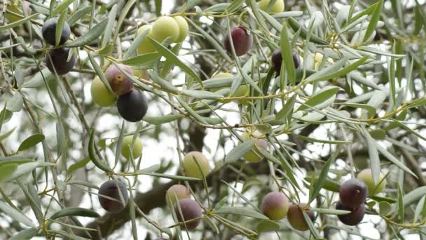 Оливковые Плоды Оливковом Дереве — стоковое видео