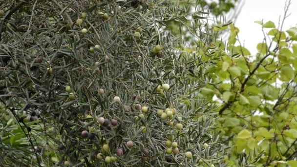 Olijven Fruit Een Tak Van Een Olijfboom — Stockvideo