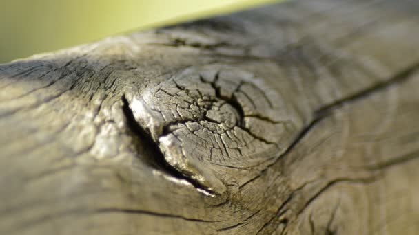 山上树干的木头的静脉里有结节和戒指 — 图库视频影像
