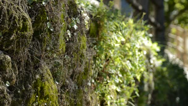 La végétation dans un mur de la nature une journée ensoleillée dans la montagne 