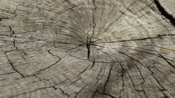 Кольца Стволе Вырубленного Дерева Детали — стоковое видео
