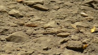 Nehir dalgalanan ve geçen şeffaf su