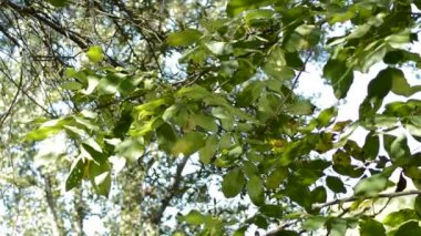 Rüzgara karşı hareket ağacının yaprakları bir nehir su yansıması