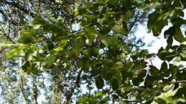 Rüzgara karşı hareket ağacının yaprakları yansıyan nehirdeki su