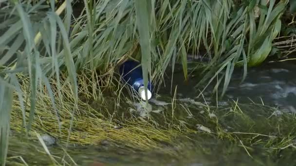 Blaue Plastikflasche Einem Fluss Vom Wasser Gezogen Umweltverschmutzung — Stockvideo