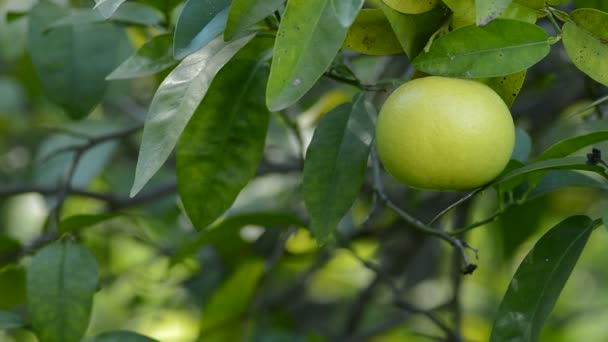 Green Pomelo Hanging Branch Tree — Stock Video