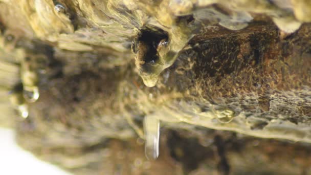 Wassertropfen Gleiten Und Fallen Durch Einen Stein Eines Antiken Brunnens — Stockvideo