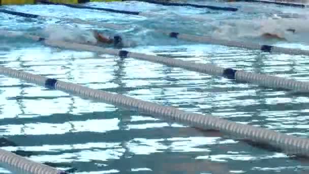 Les Nageurs Compétition Dans Une Course Rampement Style Natation — Video