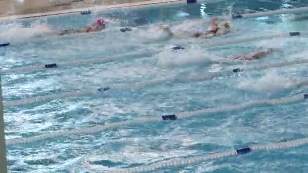 Nadadores Compitiendo Una Carrera Estilo Crawl Nadando — Vídeos de Stock