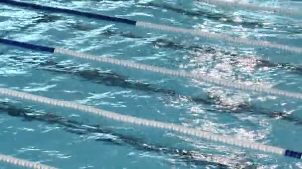 Carrera Nadadores Compitiendo Natación Estilo Mariposa — Vídeo de stock