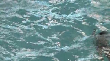 bir havuzda yüzmek yüzücü