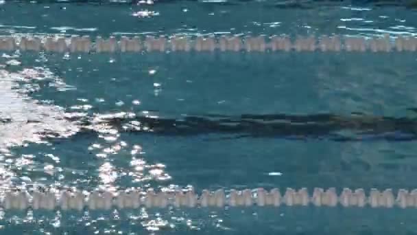 Los Nadadores Hombres Una Carrera Que Compiten Estilo Mariposa Natación — Vídeo de stock