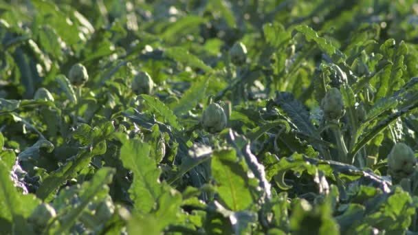 Artichokes Field Agricultural Plantation Ready Harvesting — Stock Video