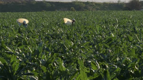 Trabalhadores Agrícolas Que Colhem Alcachofras Pôr Sol — Vídeo de Stock