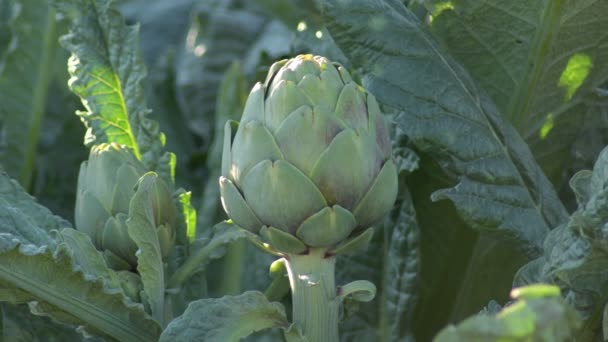 Articsóka Betakarításra Kész Mezőgazdasági Ültetvényen Cynara Scolymus — Stock videók