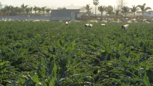 Trabalhadores Agrícolas Colhendo Alcachofras Pôr Sol Cynara Scolymus — Vídeo de Stock