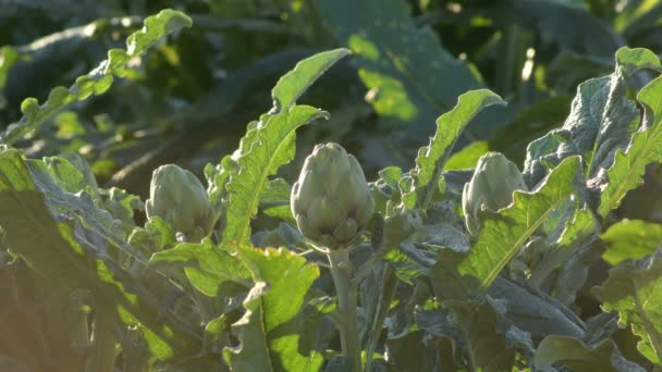 Artichaut Dans Une Plantation Agricole Prêt Récolter Coucher Soleil — Video