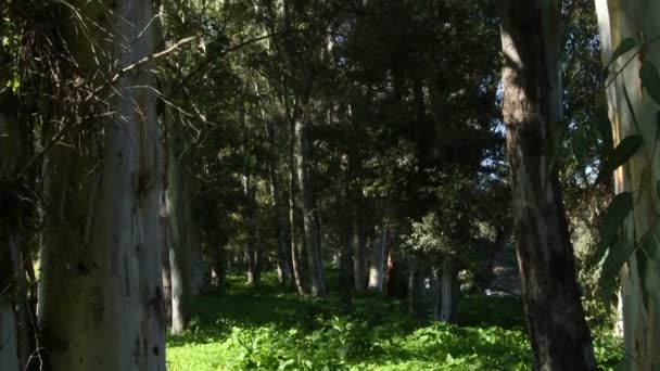 Eucalyptus Arbres Dans Forêt Inclinaison — Video