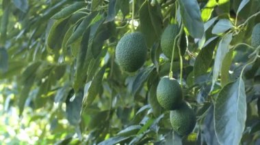 Natural hass avocados hanging