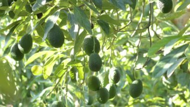 Natural hass avocados hanging in a avocado tree