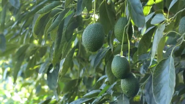 Natuurlijke Hass Avocados Opknoping — Stockvideo