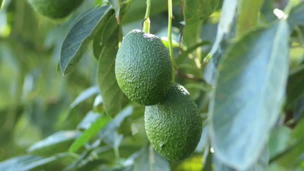 Haß Avocados Hängen Einem Avocadobaum Auf Einer Landwirtschaftlichen Plantage — Stockvideo