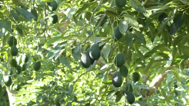 Natural Hass Avocados Hanging Avocado Tree Agricultural Plantation — Stok video